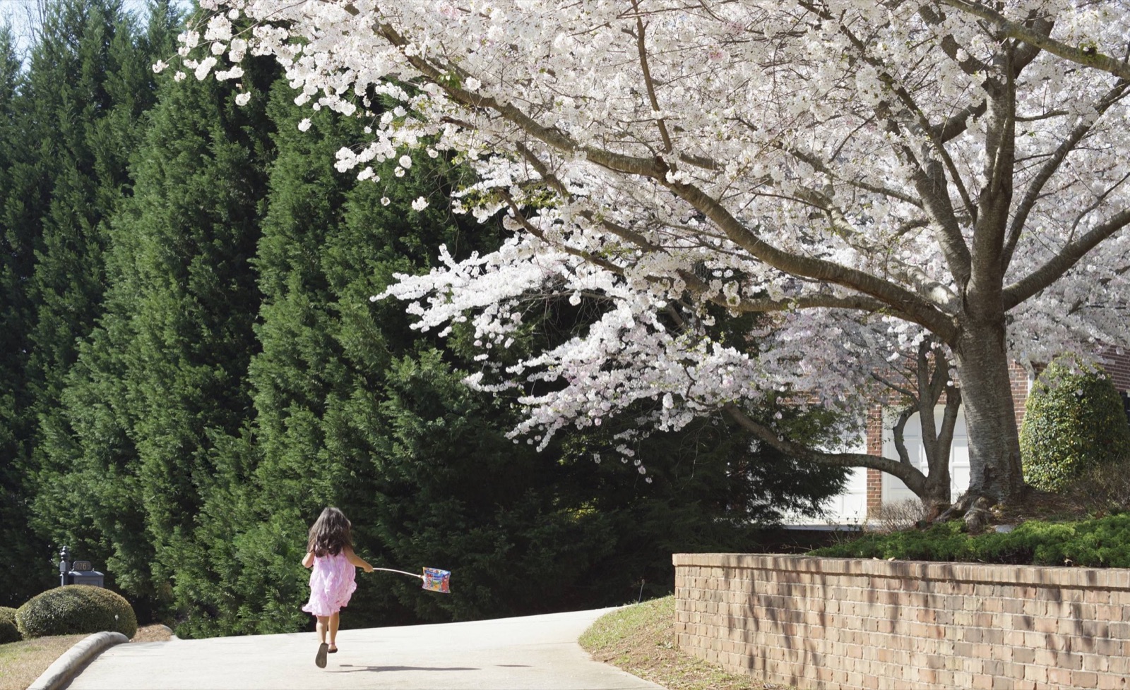Lifestyle — cerezos en flor