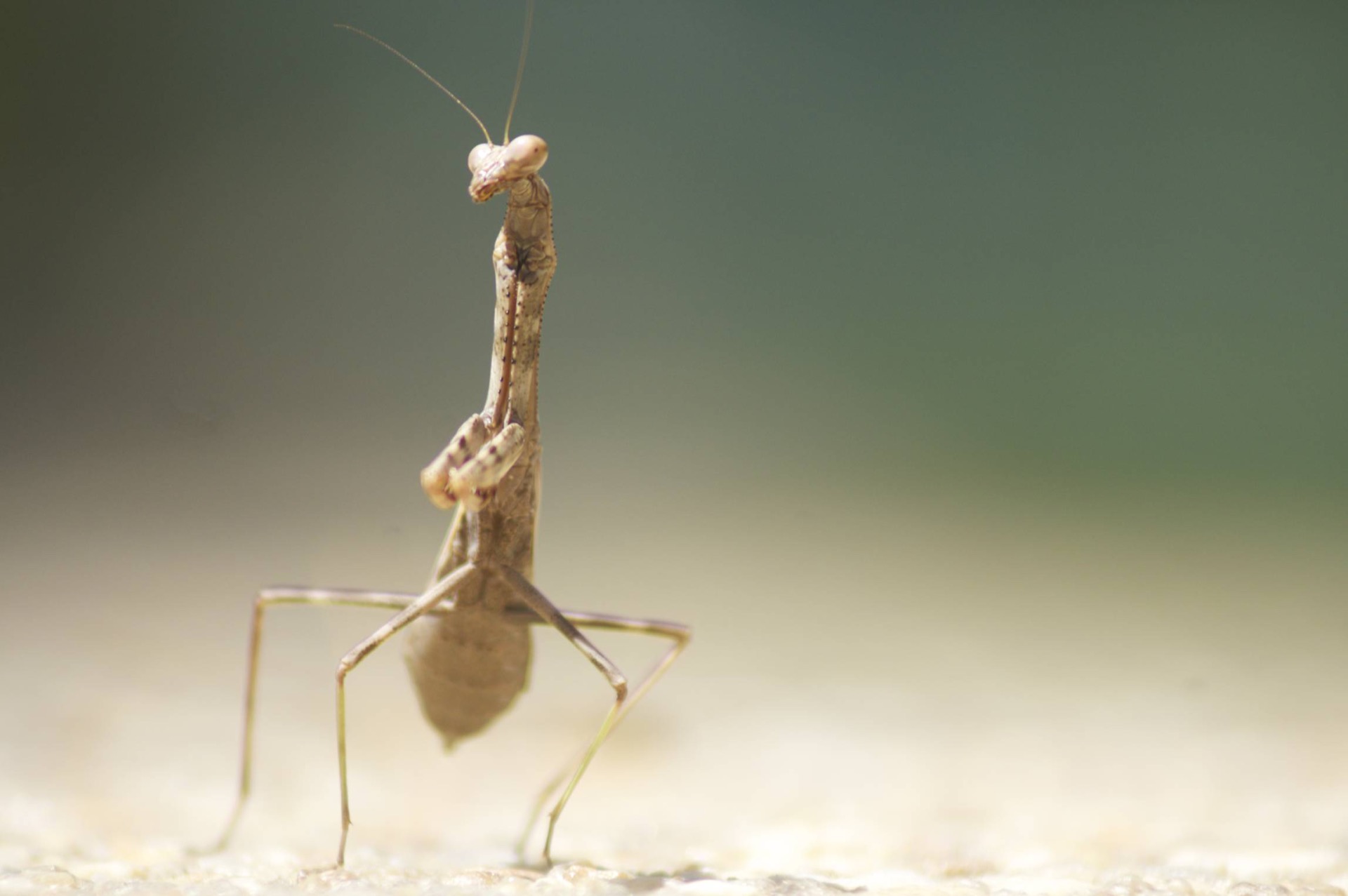 Macro — mantis, naturaleza