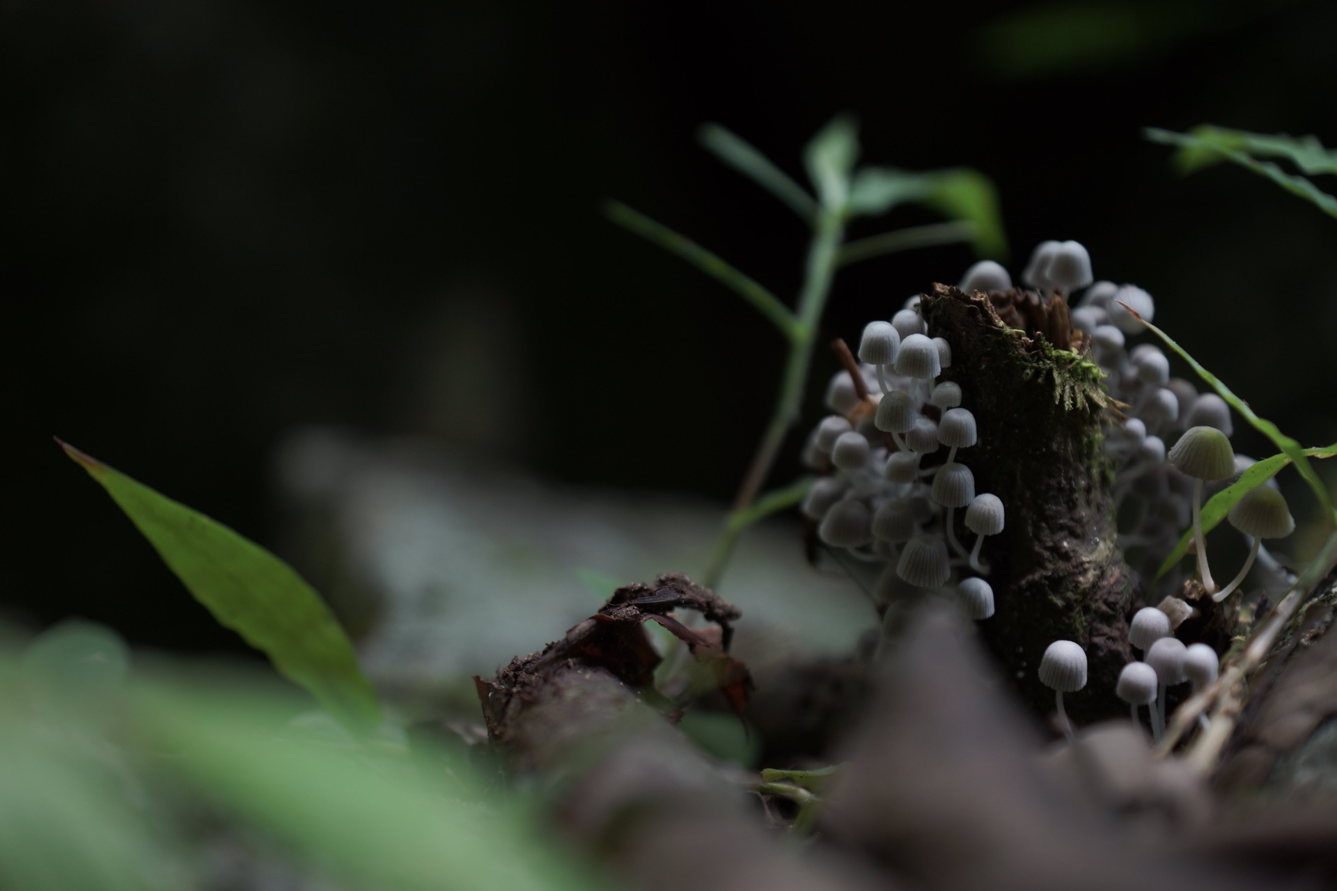 Macro — botánica